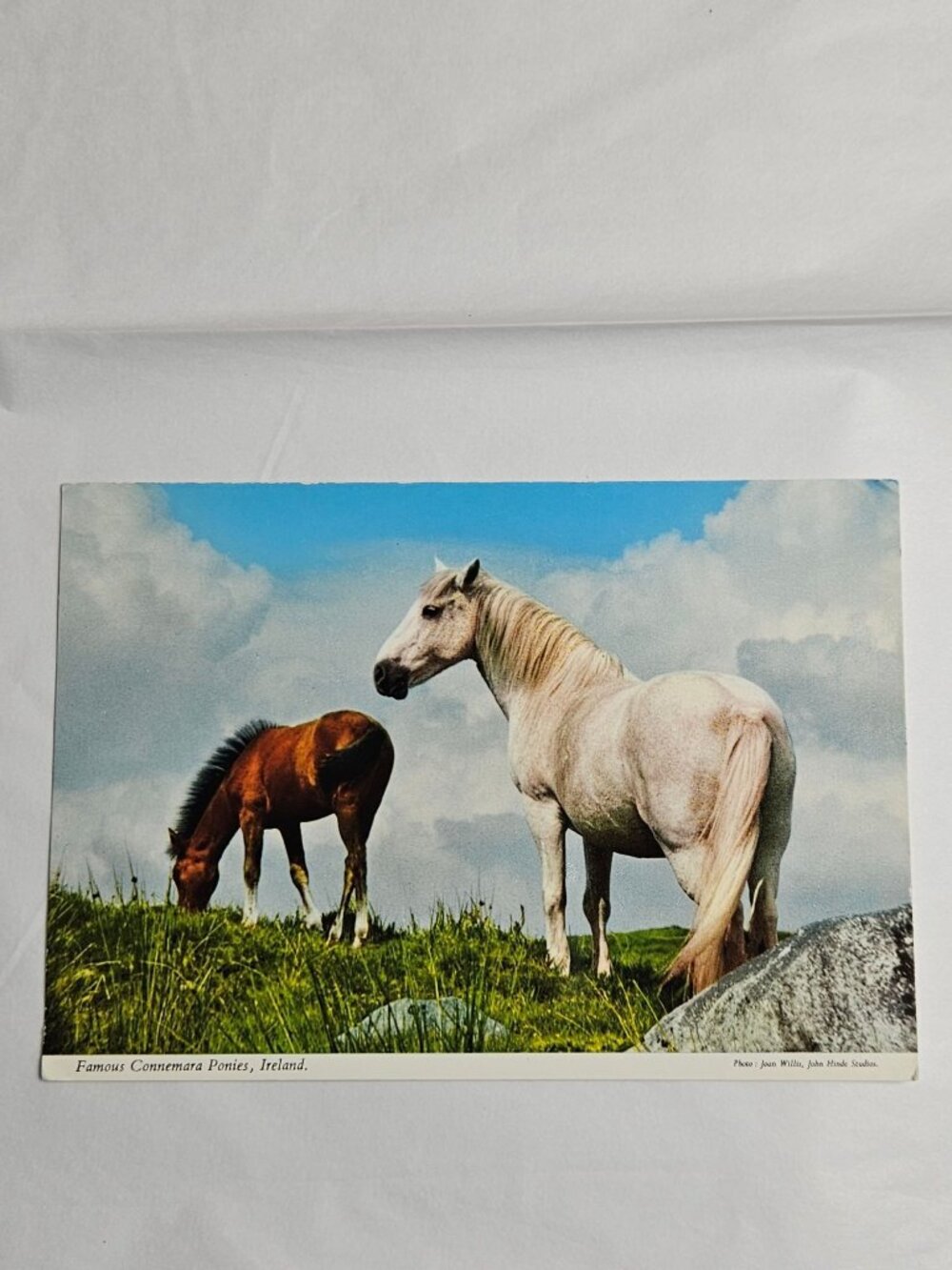 Famous Connemara Pony Ireland Postcard